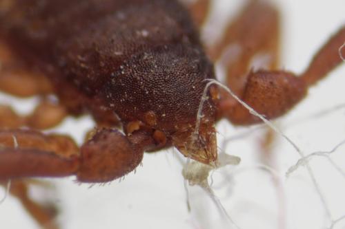 Réf. 336 634 : Chelifer cancroides